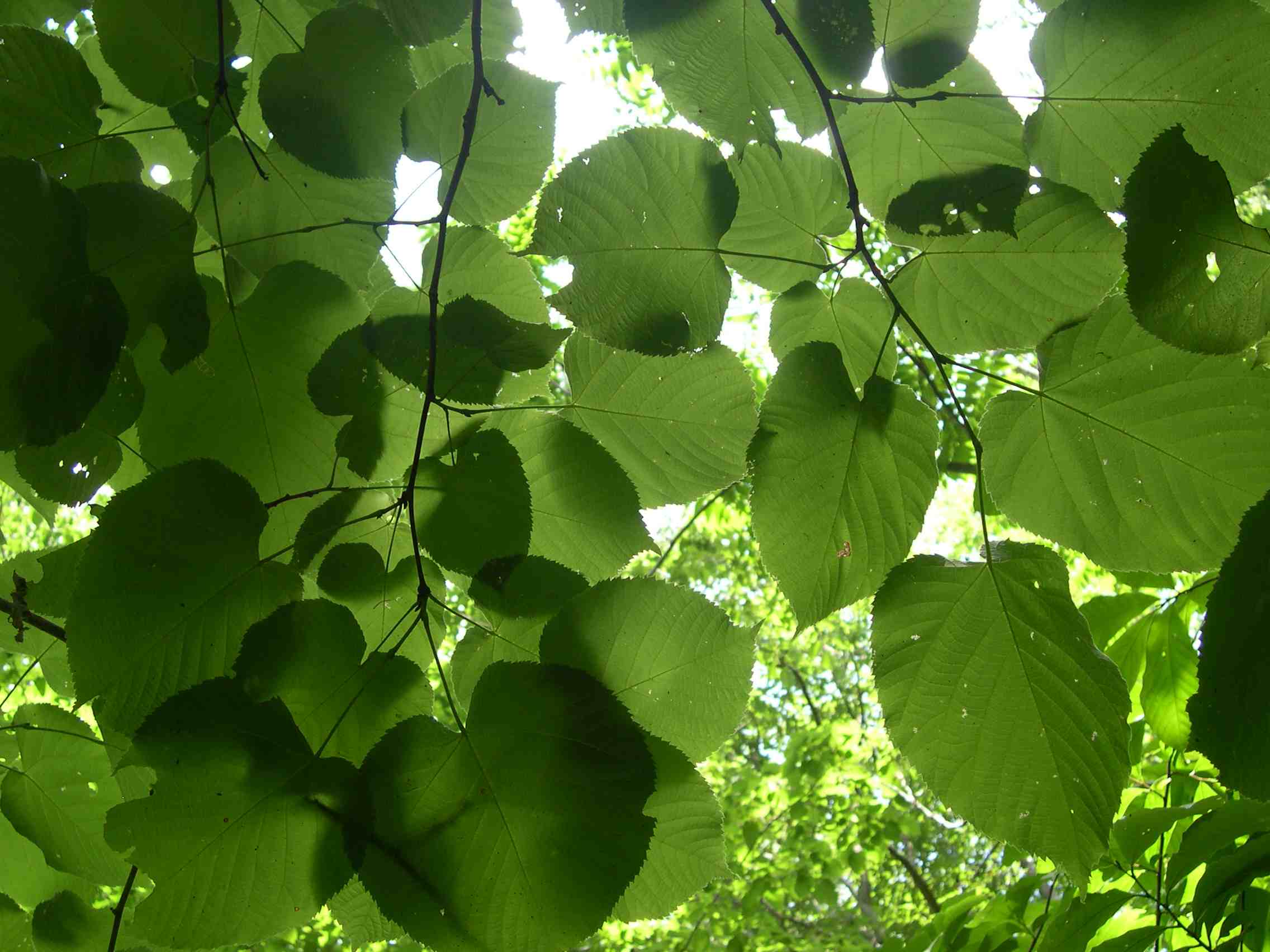 leaves of the potomac.jpg